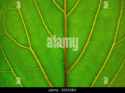 Feuille verte translucide Banque D'Images