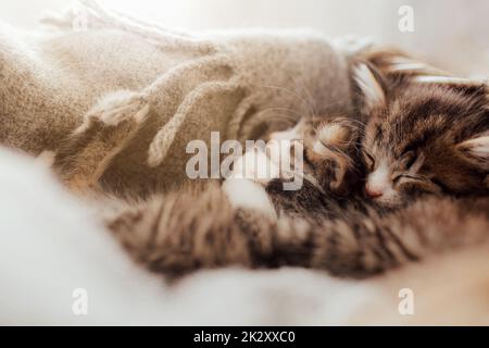 Les petits chatons adorables dorment dans une étreinte couverte d'une couverture. J'aime les animaux de compagnie Banque D'Images