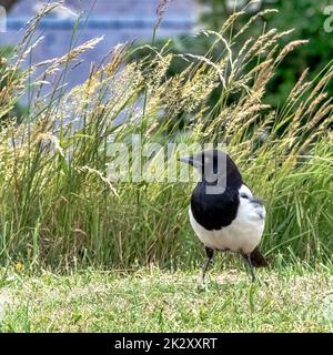 Pica pica connu sous le nom de magpie eurasienne, européenne ou commune dans le parc britannique - Douvres, Kent, Royaume-Uni Banque D'Images