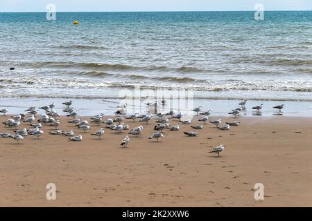 Groupe de goélands argentés européens (Larus argentatus) sur la plage de Dymchurch, Kent, Royaume-Uni Banque D'Images