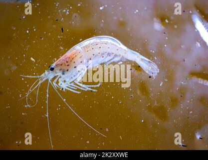 Gros plan d'une crevette Amano dans un aquarium. Banque D'Images