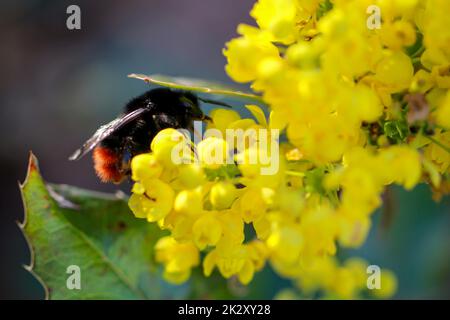 Un bourdon se trouve sur une plante à fleurs jaunes et recueille le pollen. Banque D'Images