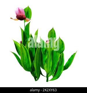 3D Slipper de rendu fleurs d'orchidées sur blanc Banque D'Images