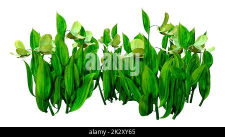3D Slipper de rendu fleurs d'orchidées sur blanc Banque D'Images
