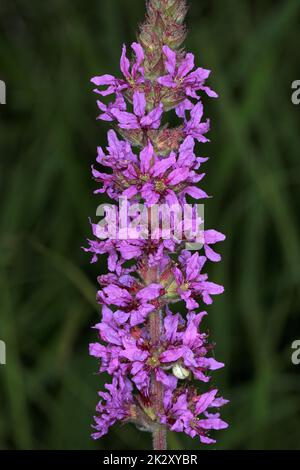 Salicaire pourpre, Lythrum salicaria, fleurs pourpres rougeâtres Banque D'Images