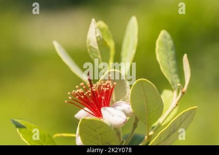 magnifique fleur d'une goyave avec du vert Banque D'Images