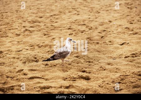 Des goélands sur de belles plages de sable de la Bulgarie Nessebar Banque D'Images