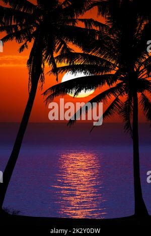 Beau coucher de soleil. Silhouettes de palmiers sombres sur fond de coucher de soleil tropical coloré Banque D'Images