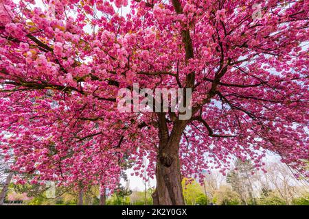 Sakura de cerise japonaise avec des fleurs roses au printemps sur un pré vert. Banque D'Images