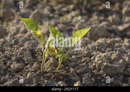 Jeune germe d'aubergine dans le jardin dans le sol. Concept d'éco-agriculture. Mise au point sélective Banque D'Images