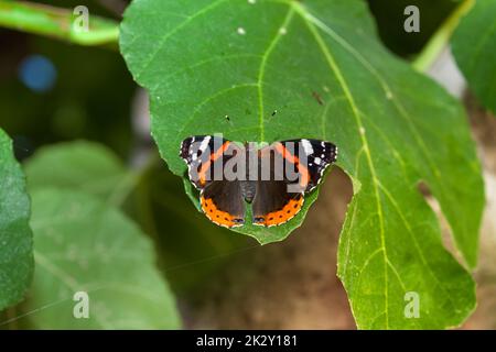 Papillon amiral assis sur la feuille verte Banque D'Images