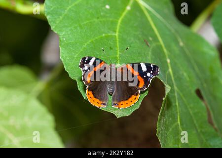 Papillon amiral assis sur la feuille verte Banque D'Images