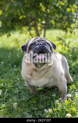 Un pug se trouve sur un pré et surveille la région Banque D'Images