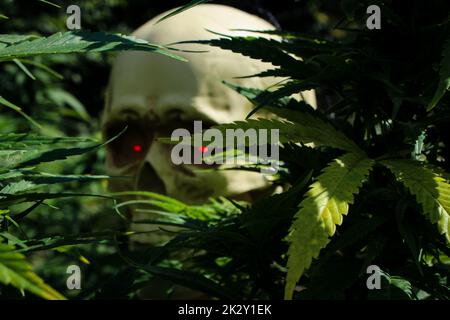 Se cacher dans les plantes de cannabis est un squelette qui traque quelque chose Banque D'Images