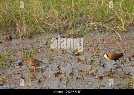 Des jacanas africaines Actophilornis africanus dans un lagon. Banque D'Images