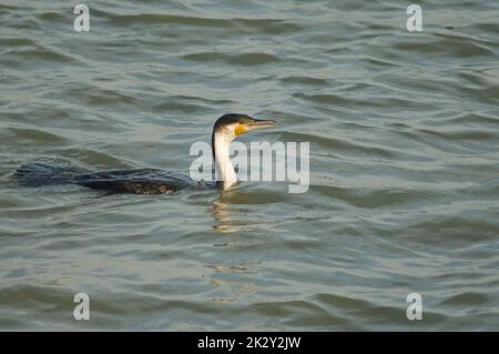 Grand cormoran Phalacrocorax carbo dans un lagon. Banque D'Images