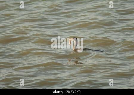 Reed cormorant Microcarbo africanus avec un poisson-chat. Banque D'Images