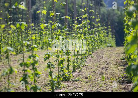 Vignobles avec vigne pour la production de vin près de Bodensee Banque D'Images