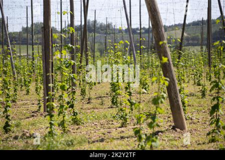 Vignobles avec vigne pour la production de vin près de Bodensee Banque D'Images