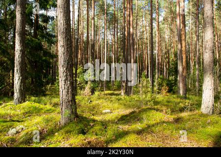 Arrière-plan forêt de pins avec vert luxuriant bleuet herbe et mousse. Journée ensoleillée dans la forêt sauvage du Bélarus Banque D'Images