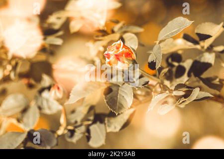 Un buisson avec une seule rose en fleur dans le jardin du matin Banque D'Images