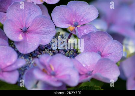 Fleurs bleu tendre avec un foyer sélectif comme foyer avant vert flou arrière-plan montrent la fragilité de la beauté naturelle paysage idyllique de jardin dans les villes urbaines guérilla jardinage Banque D'Images