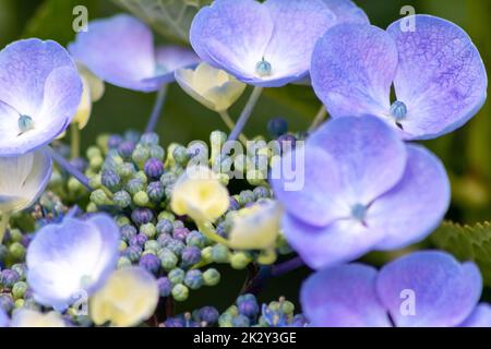 Fleurs bleu tendre avec un foyer sélectif comme foyer avant vert flou arrière-plan montrent la fragilité de la beauté naturelle paysage idyllique de jardin dans les villes urbaines guérilla jardinage Banque D'Images