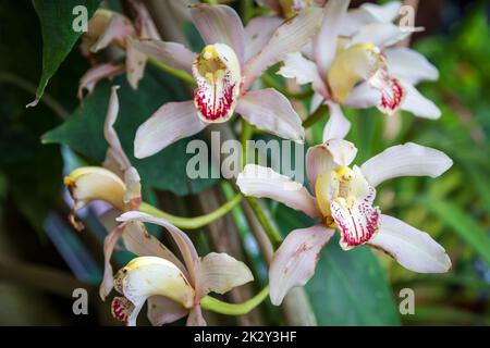 Fleur d'orchidée, blanc cymbidium Banque D'Images