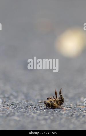 L'abeille morte au sol empoisonnée ou infectée par la maladie des varroacariens ou les insecticides tue les organismes bénéfiques et constitue un danger mondial pour la pollinisation et l'extinction de la production alimentaire par la mort des abeilles Banque D'Images