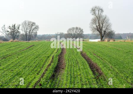 Un chemin à travers un champ vert avec du grain d'hiver Banque D'Images