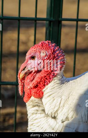 Portrait, gros plan d'une dinde sur la ferme. Banque D'Images