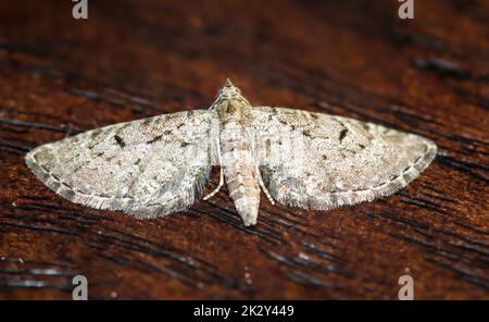 Le grand papillon des fleurs (Eupithia intracata) sur une planche. Banque D'Images