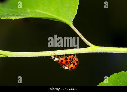 Deux coccinelles assises sur une plante pendant l'accouplement. Banque D'Images