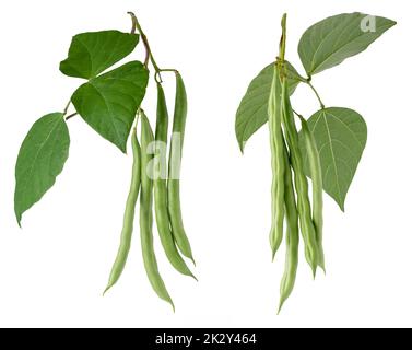 les haricots verts plantent du feuillage avec des haricots suspendus, également connus sous le nom de haricots français, haricots à cordes ou boutons-pression, vigne végétale à croissance rapide isolée sur blanc Banque D'Images