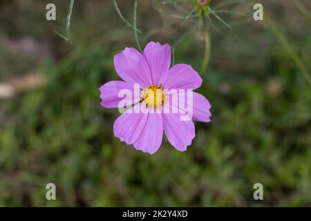 Fleur de cosmos roses dans un jardin Banque D'Images