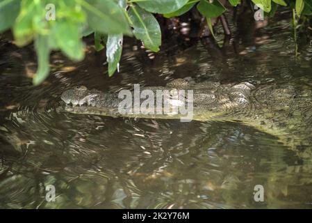 Une caméra mexicaine face au crocodile attend que le voyagiste lui lance un poisson. Animal commun dans le sanctuaire et refuge de la faune de rio lagartos. Banque D'Images