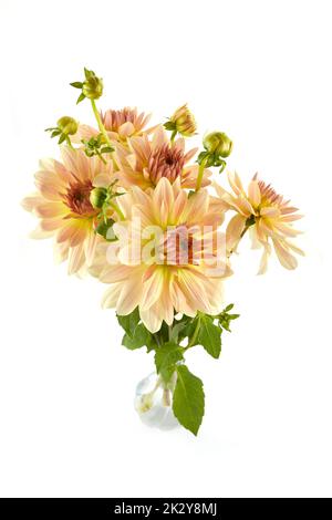 Fleurs de dahlia multicolores, rose clair et jaune isolées sur fond blanc Banque D'Images