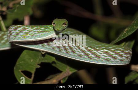 Serpent vert de vigne au nez tranchant; ahaetulla nasuta; serpent vert de vigne en action frappante du Sri Lanka Banque D'Images