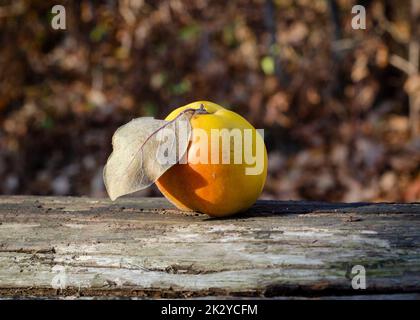 Quinces bio mûres fraîches avec feuilles sur table en bois, vue sur le dessus. Banque D'Images