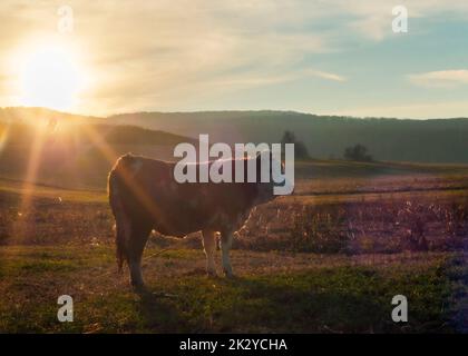 Vache dans un pré dans les rayons du soleil couchant. Banque D'Images