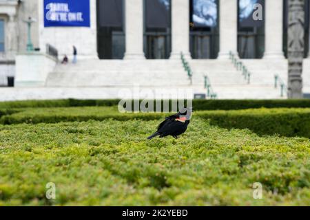 CHICAGO, ILLINOIS, ÉTATS-UNIS - 12 mai 2018 : vue extérieure du Field Museum sur le campus du musée à Chicago est une attraction touristique majeure Banque D'Images