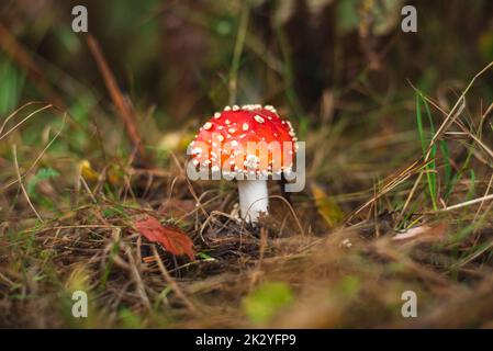 L'un des champignons les plus toxiques - mouche agarique poussant sur la prairie de montagne Banque D'Images