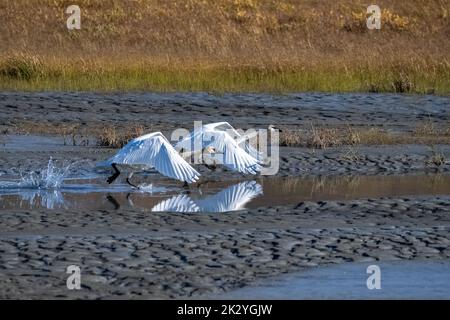 Deux cygnes trompettes, Cygnus buccinator, survolant la toundra, Yukon, Canada Banque D'Images