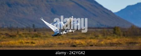 Deux cygnes trompettes, Cygnus buccinator, survolant le toundra, Yukon, Canada Banque D'Images