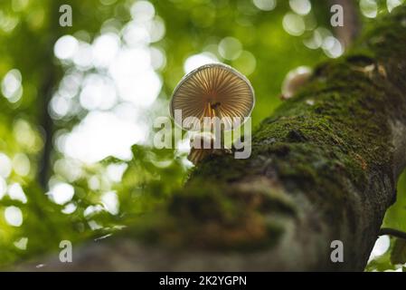 Champignons en porcelaine poussant dans la forêt sur branche d'arbre mort Banque D'Images