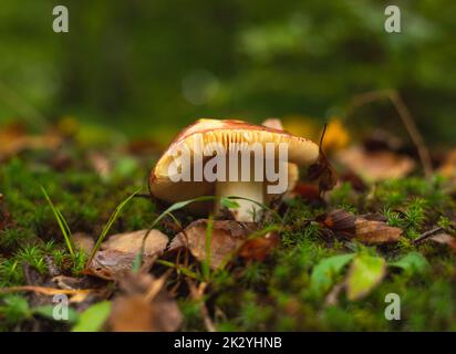 Un seul champignon poussant sur le plancher de la forêt au début de l'automne Banque D'Images