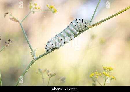 Papilio machaon caterpillar. Banque D'Images