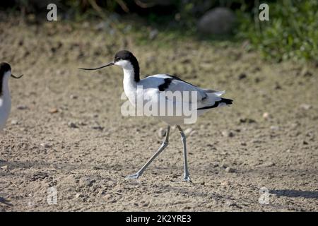 Single Avocet Recurvirostra avosetta Wildfowl and Wetlands Trust, Slimbridge, Royaume-Uni Banque D'Images