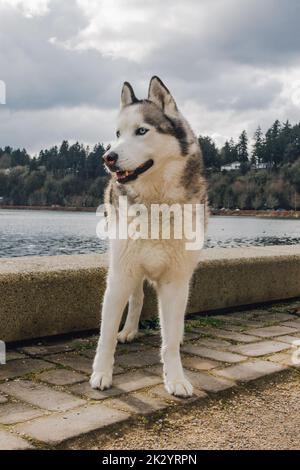 chien husky sibérien sur un sentier au bord de l'eau, lac Banque D'Images