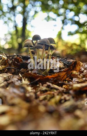 Nombreux champignons poussant dans le groupe sur le fond de la forêt au début de l'automne Banque D'Images
